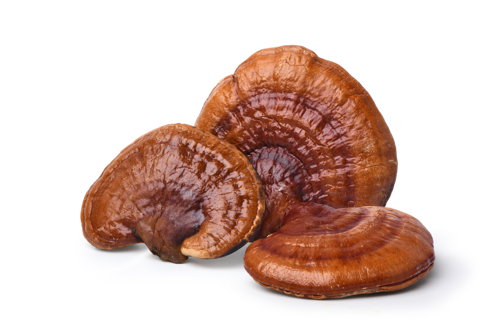 Red,Reishi,Mushroom,Isolated,On,White,Background.,Clipping,Path.