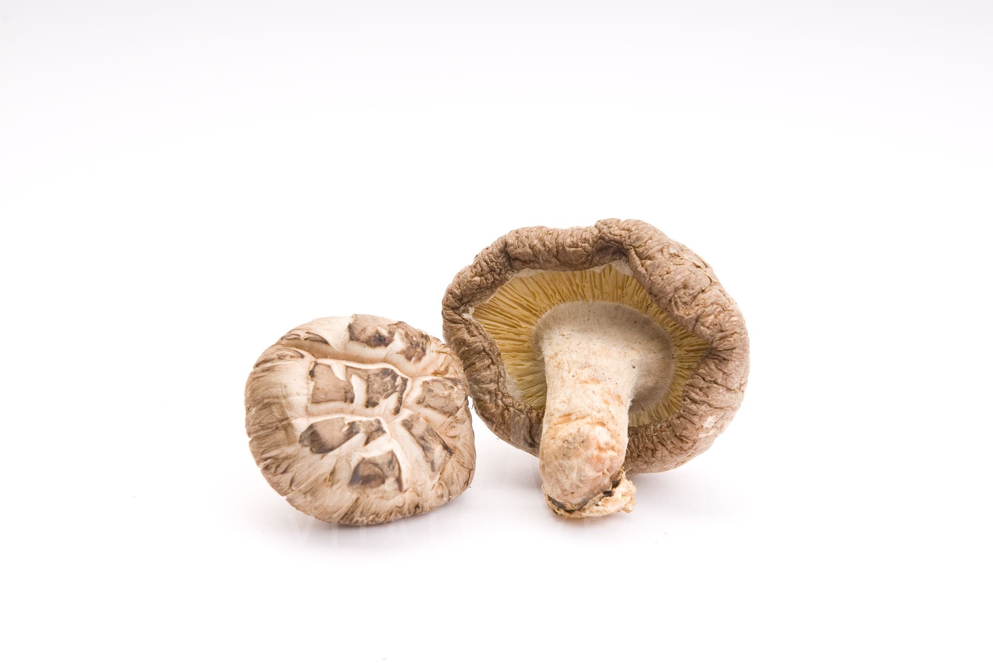 Shiitake - MycoMedica - chinese vital mushrooms