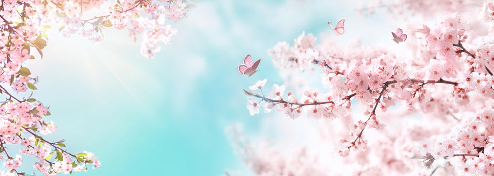 Spring,Banner,Branches,Of,Blossoming,Cherry,Against,Background,Of,Blue