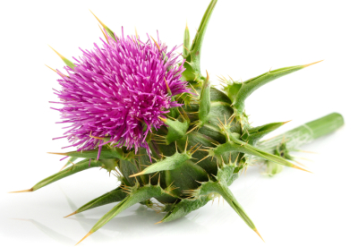 Milk,Thistle,(silybum,Marianum),Isolated,On,White,Background.