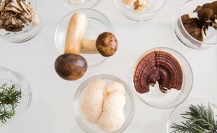 Purity of the mushroom raw material of our products