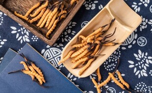 7 very surprising facts about the Cordyceps mushroom