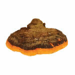 BIO powder Chaga