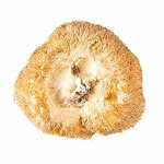 Extract Hericium 30%