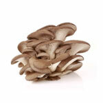 BIO powder Pleurotus