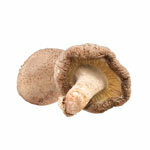 BIO extract Shiitake 30%